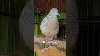 Zebra Dove call Bird sounds for relaxations 79 #birds #birdsounds #birdsoundscape #birdsong #animals