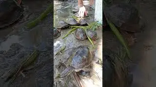 turtles in mindanao Philippines #agriculture #nature #animals