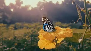 Flowers Cinematic Video || Flower Status || Only Nature 2.0