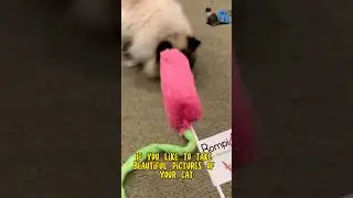 Cat Wand Play Time: RompiCatz Product Review