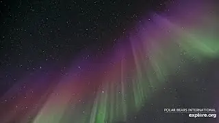 Oh, The Colors of the Aurora!   Explore.org  May 2, 2025