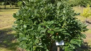 Quercus pontica (Armenian Oak)