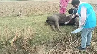 POSTMORTEM OF A BUFFALO@VH GILAULA 9653090586#animallover #vet #vetdoctor #pet #veterinary