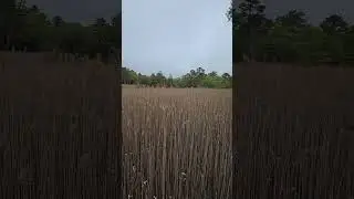 NATURE - Reed Marsh in Marks Cove Conservation Area