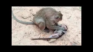 Monkey And Baby 25 - Sweetpea Don't Want Weaning, Try Even Mom Angry