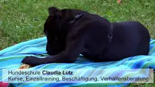 Hundeschule Claudia Lutz Leipzig