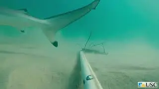 Mount Coolum Highlight Video