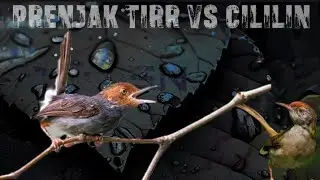 INI NG3RI SUARA JERNIH KRISTAL | PRENJAK TIR VS CILILIN