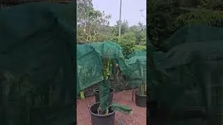 Как я защищаю своих драконов в этот неестественно жаркий весенний день..
