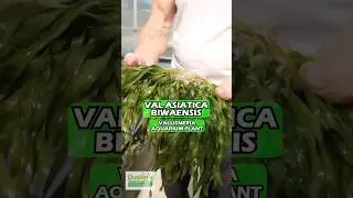 Val Asiatica Biwaensis!!!