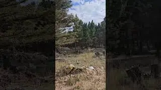 offgrid Cabin land and solar panels #cabinlife Montana