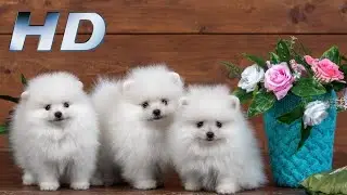 Cute Dog - funny dog videos | Dog video | Dog pet animal video | Dog dance | Dag barking #3