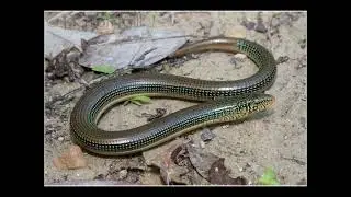 Glass Snake lizard