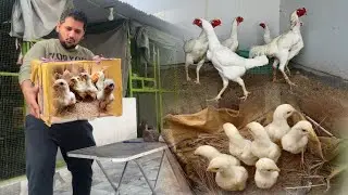 Груз White King Shamo Chicks в Равалпинди, как открыть куриную ферму Shamo, Hsn Entertainment