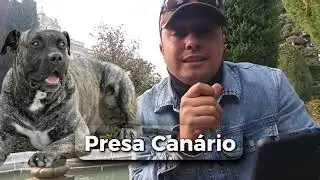 Dog Breeds in Spain