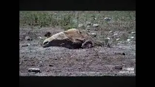 Cape Ground Squirrels Digging a Burrow 02.29.2024 (explore.org)