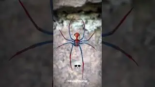 Spider Transformation💀