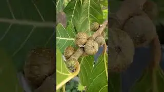Ficus septica atau awar awar tumbuh liar bermanfaat #awarawar #ficusseptica #ficusplant #ficus #awar