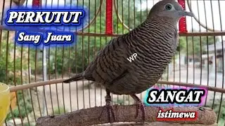 Suara burung perkutut sangat istimewa 100% auto nyaut