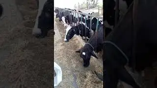 Hk farm