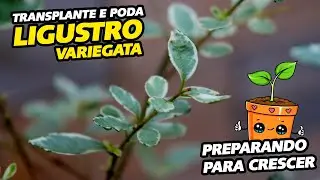 LIGUSTRO VARIEGATA - PRIMEIRA PODA - TROCA DE VASO - PREPARANDO PARA CRESCER - AYKA BONSAI