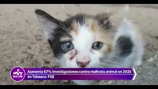 Investigations into animal abuse in Tabasco will increase by 67% in 2025: FGE