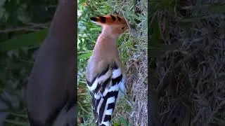 Eurasian Hoopoe Sounds ❤️ (6)