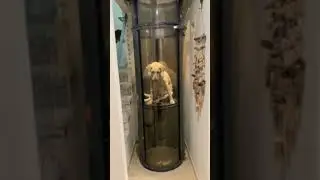 Dog elevator 🙂 #civil #dog #civilengineering #elevator