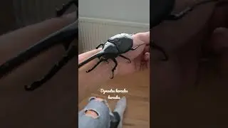 dynastes hercules hercules beetlebreeding