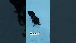 Бруно любит прогуливаться 🐕🌨️13.01.2026 #зима #love #live #dog #dogs #doglife #portrait