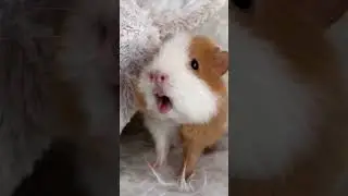 sonidos de cuy bebe Guinea pigs songs 🎶
