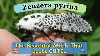 Zeuzera pyrina: Красивая бабочка, которая выглядит мило&hellip; но питается деревьями 😱🌳