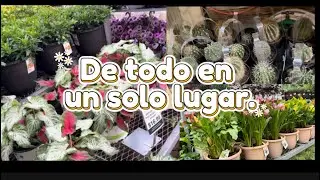 De todo en un solo lugar. #vivero #jardiner&iacute;a #plantas #vegetables #plantasdeinterior #cactus
