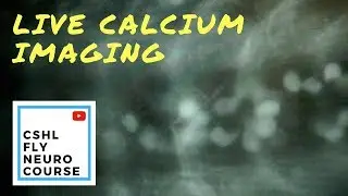 DAY 10 (CALCIUM IMAGING) | Drosophila Neurobiology at Cold Spring Harbor  Lab