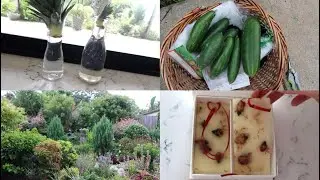 Countryside Day: Pineapple Propagation, Cottage Harvests & NonToxic Home Upgrade #harvest#slowliving