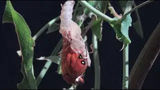 4k-UHD Butterfly Emerging 4x Time Lapse V22437