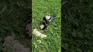 Из тарелки мы не едим #вороны / We dont use plates #crow