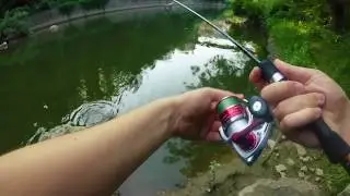 Голавль на спиннинг - Lure fishing for chub with Yo-Zuri L-minnow 33mm