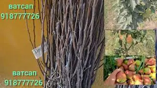 🍐Деведжи Санта Мария • Кармен 🍐Бо дархости шумо махсус овардаем 🌱Аз беҳтарин нокҳои ҷаҳон 918777726 