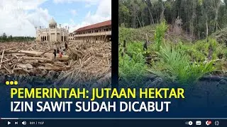 Usai Banjir Sumatera, Pemerintah: Jutaan Hektar Izin Sawit Sudah Dicabut