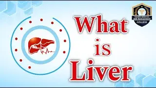 Liver | Function of Liver | size of liver | weight of Liver | Importance&nbsp;of&nbsp;liver || VMM College