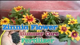 Zinnia profusion Summer care & fertilizer, मई की गर्मियों में जीनिया को कैसे लगाएं