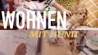 5 Lifestyle-Tipps: Wohnen mit Hund