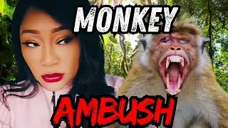 🤯 ДИКАЯ ОБЕЗЬЯНА 🐒 Встреча на лодке по лагуне Шри-Ланки Видеоблог о Шри-Ланке, часть 2 #жизньзару...