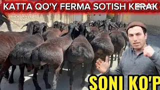 QO'ZINI NARXIDA 12 OYLIK QO'CHQORLAR KATTA QO'Y FERMA SONI KO'P SOTISHKERAK