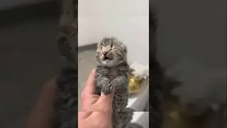 This Man Rescued A Stray Kitten 😍 #shorts #animals #animalshorts
