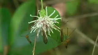 クチナガガガンボ/Elephantomyia sp. 03_231101_ガイコツ山