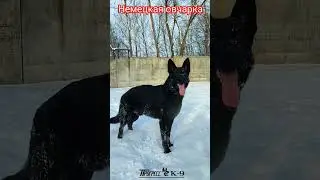 Black shepherd dog. Чёрная немецкая овчарка. #dog #dogs #germanshepherd #shepherd #gsd #kennel