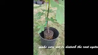 Transplanting a Fig tree in summer