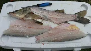 The Most OVERRATED Eating Fish??: Snook (Catch, Clean and Cook)